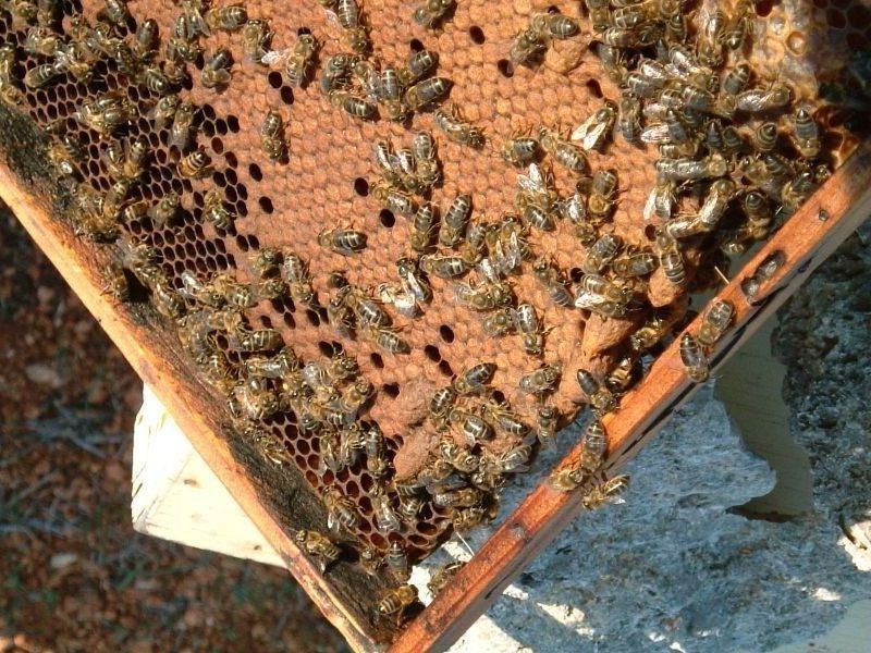 Community Beekeeping